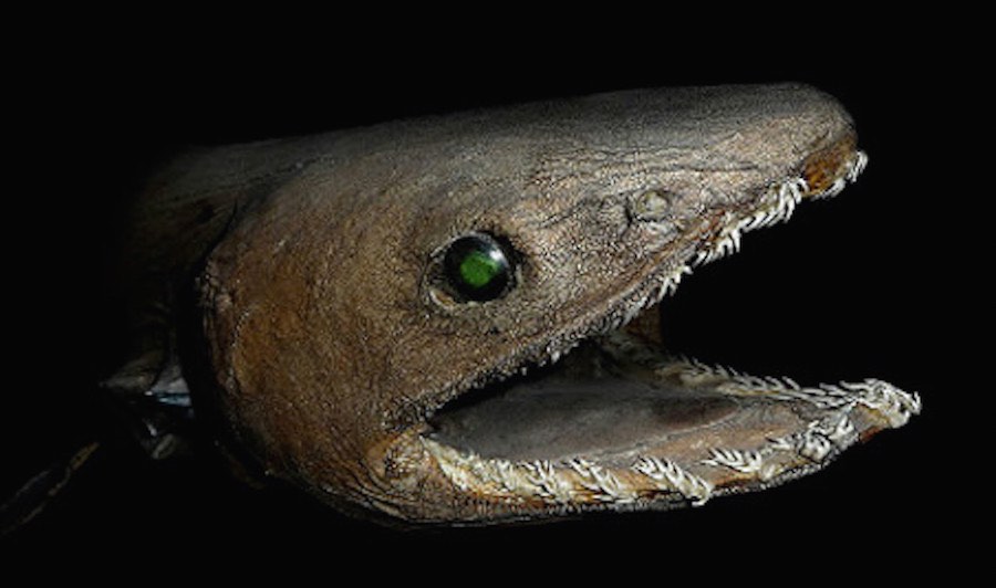 El Tiburón Anguila. 300 dientes en 25 filas y visión nocturna 1