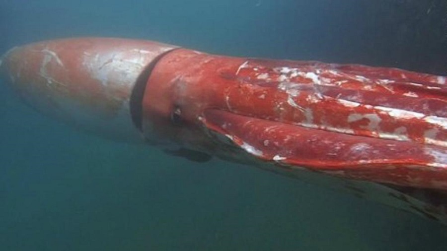calamar gigante