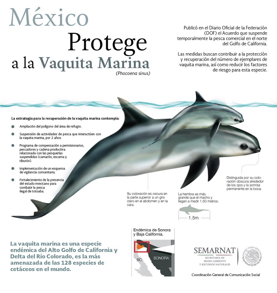 vaquita marina