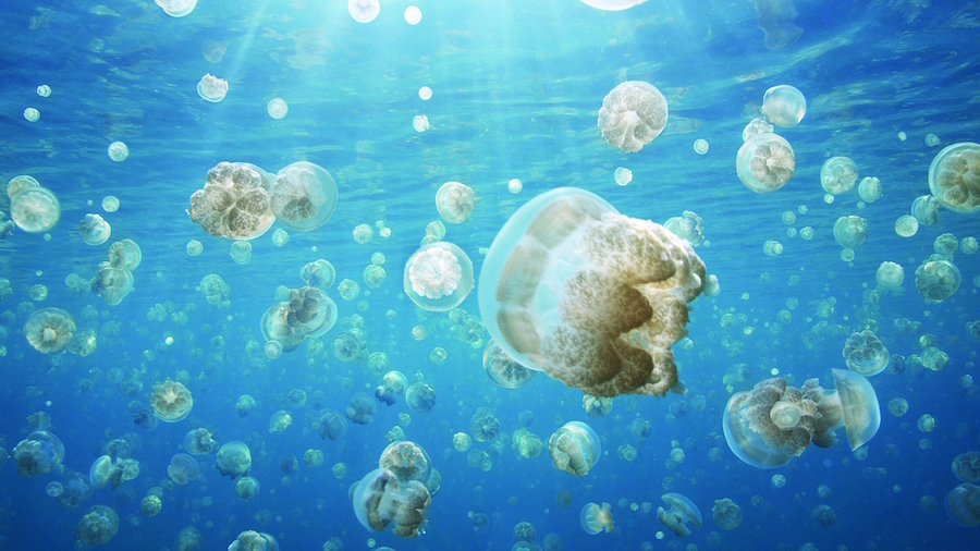 Plagas de medusas