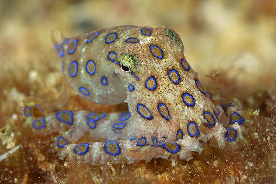 Pulpo anillos azules 1