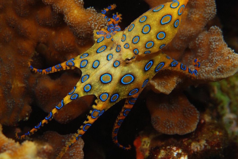 Pulpo anillos azules 2