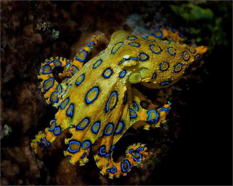 Pulpo de anillos azules, un asesino en miniatura