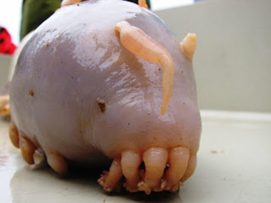Cerdo de mar