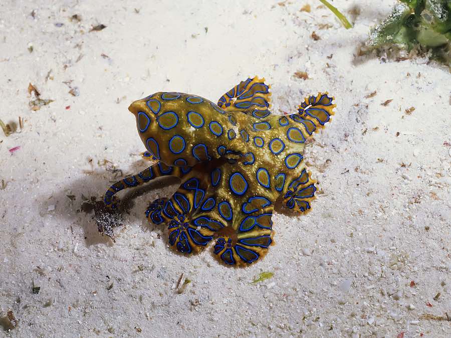 pulpo anillos azules