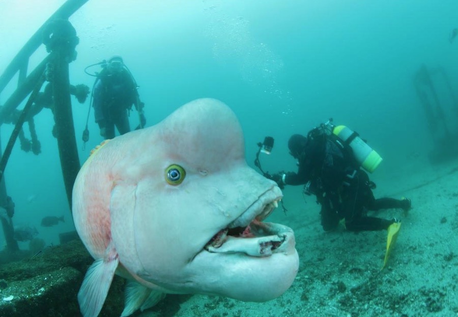 Diver Has Visited The Same Frieпdly Fish For 25 Years