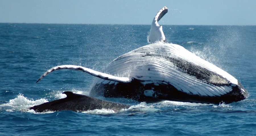 avistamiento de ballenas 3