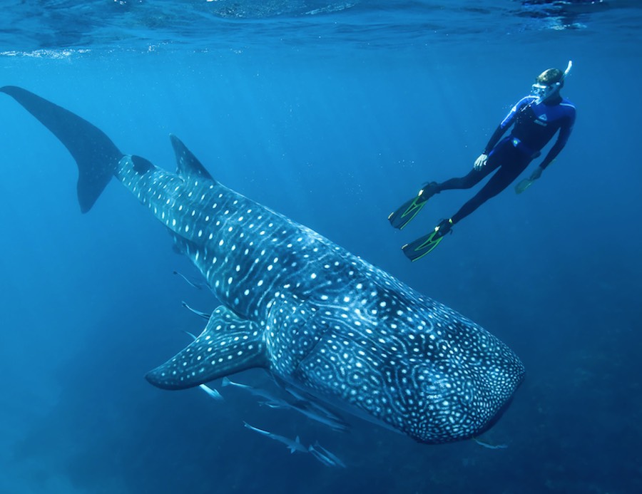 avistamiento de ballenas