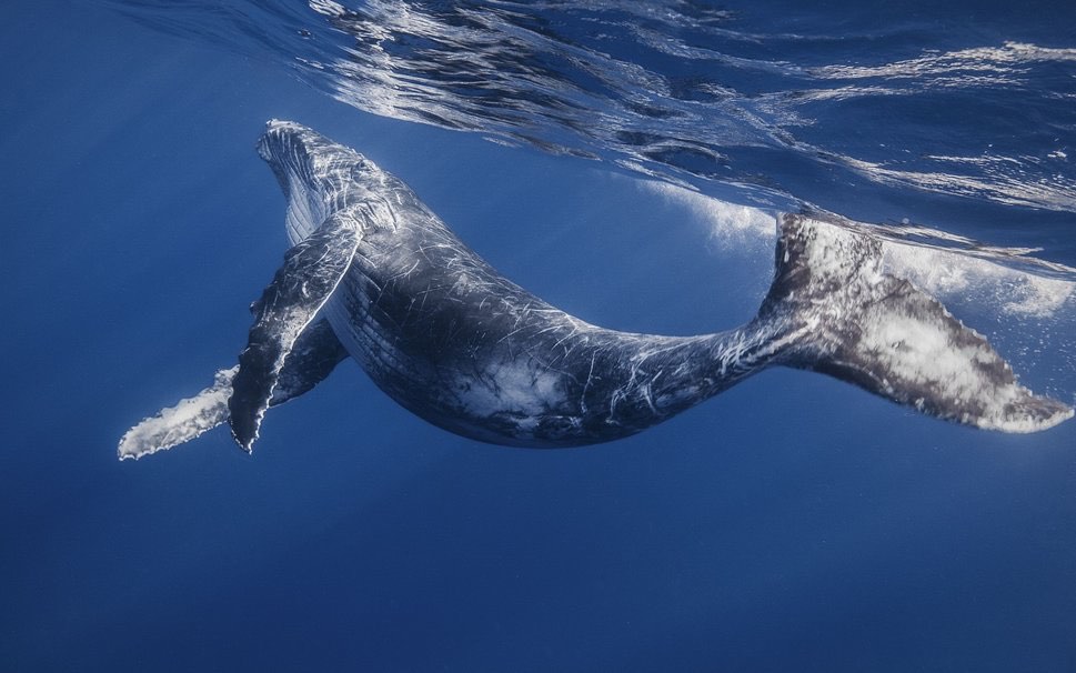 ballenas liberadas 1