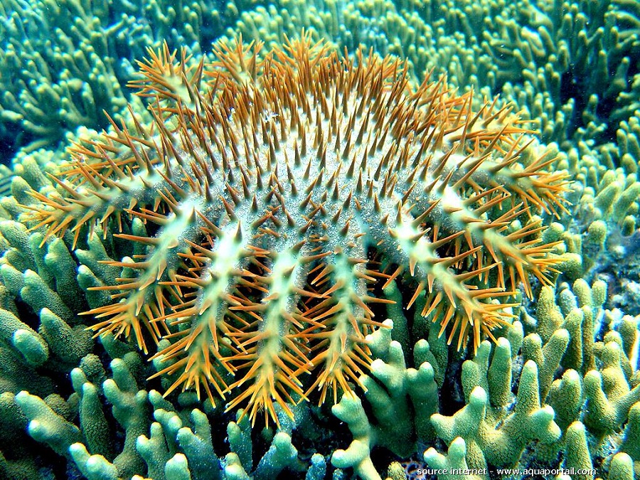 estrella de mar venenosa 2