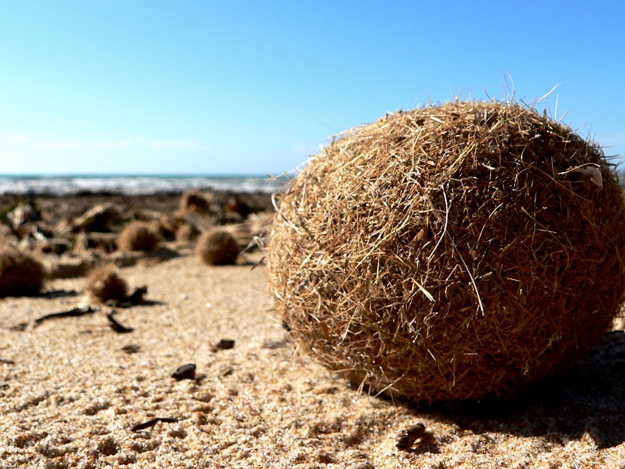 licor de posidonia 2