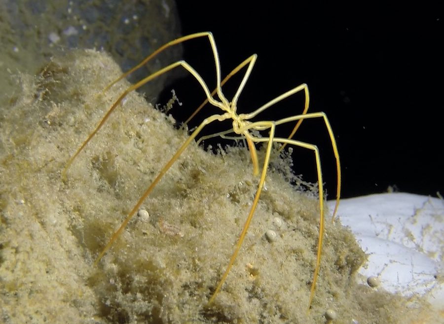 Resultado de imagen de Araña de mar.