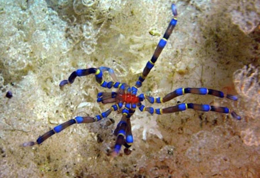 Arañas que habitan en el mar