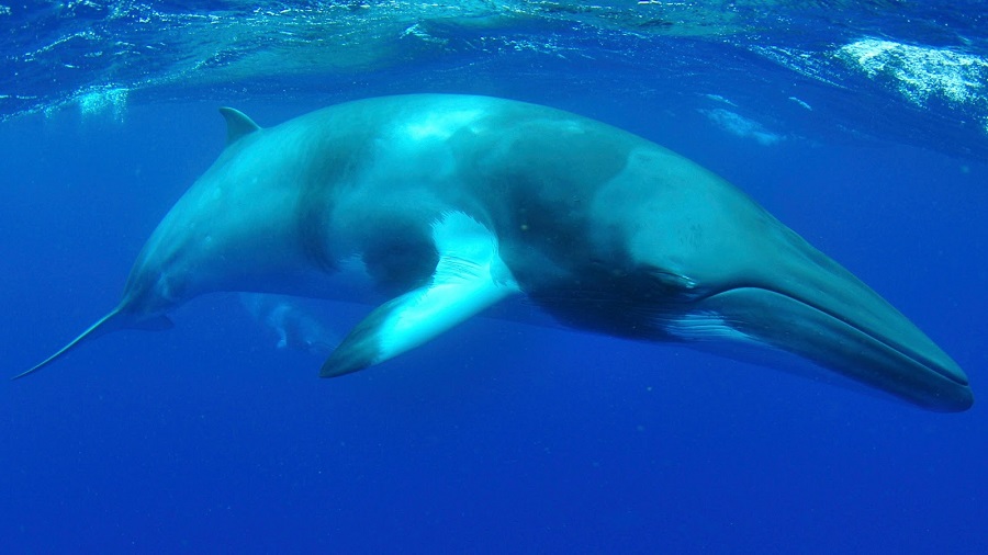 caza de ballenas