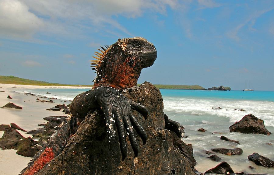 iguana marina de galapagos 0