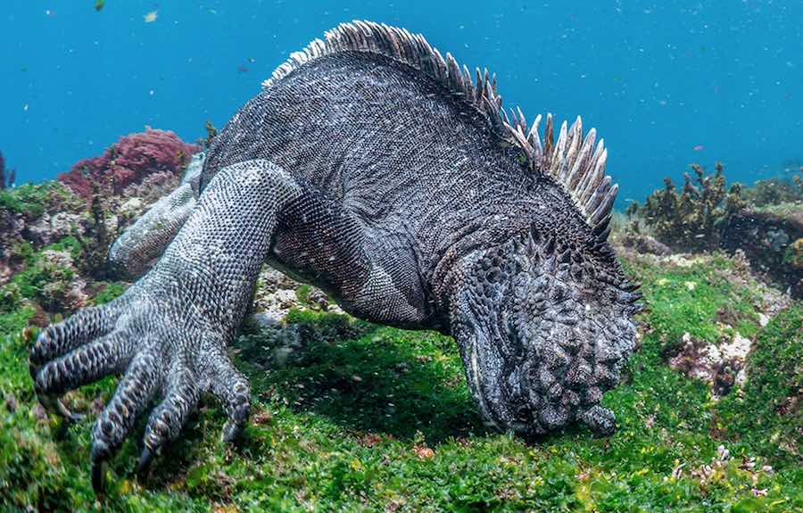 iguana marina de galapagos 1