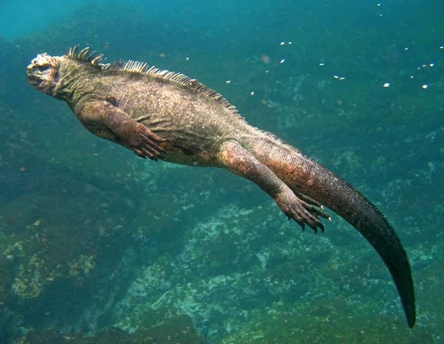 iguana marina de galapagos 2