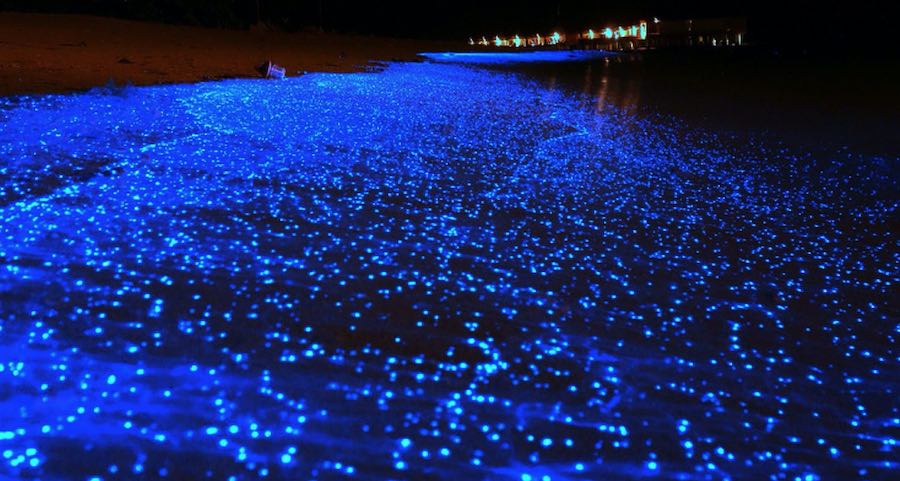 mar de estrellas 4