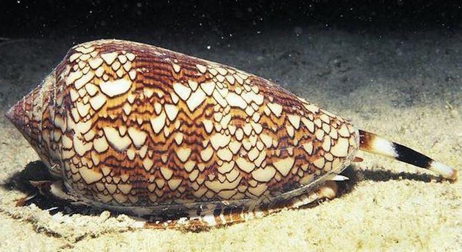Caracol cono de marmol