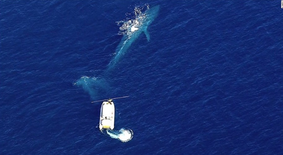 ballena azul