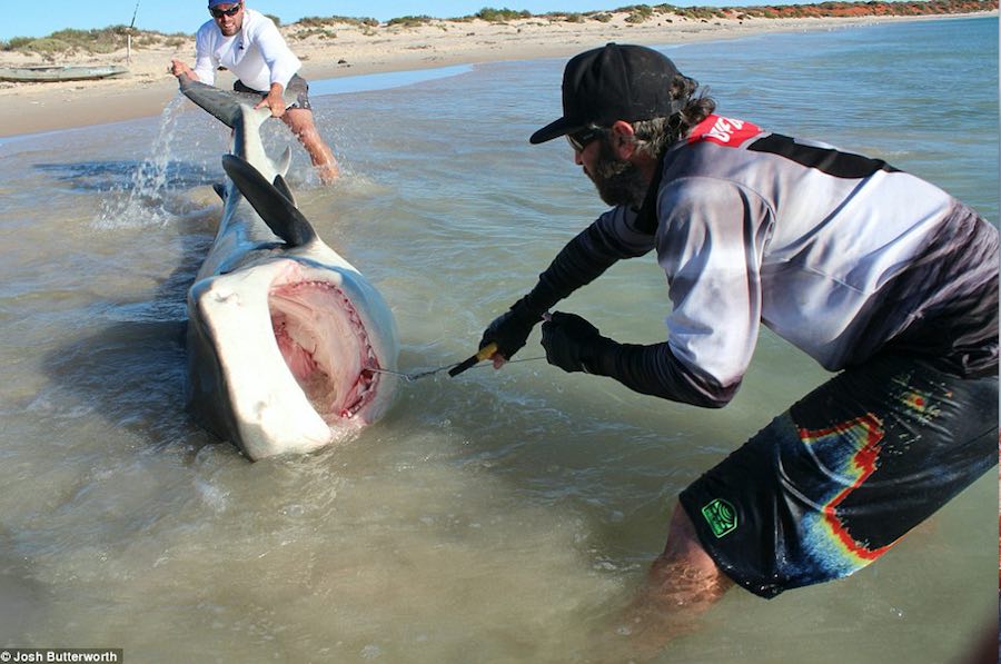 tiburones 2