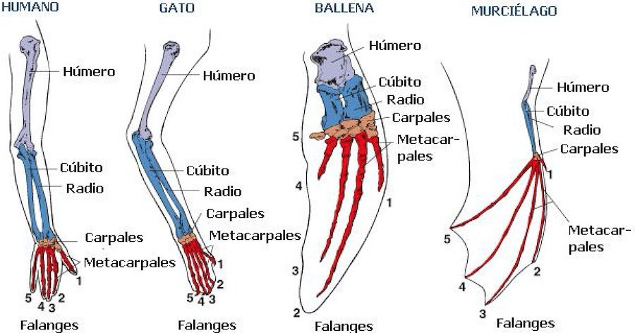 ballenas 10