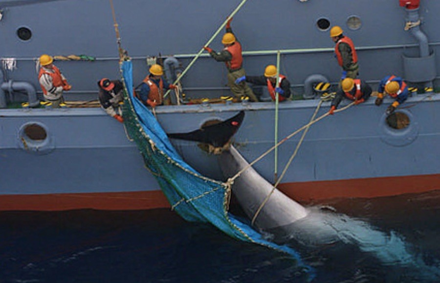 ballenas 13