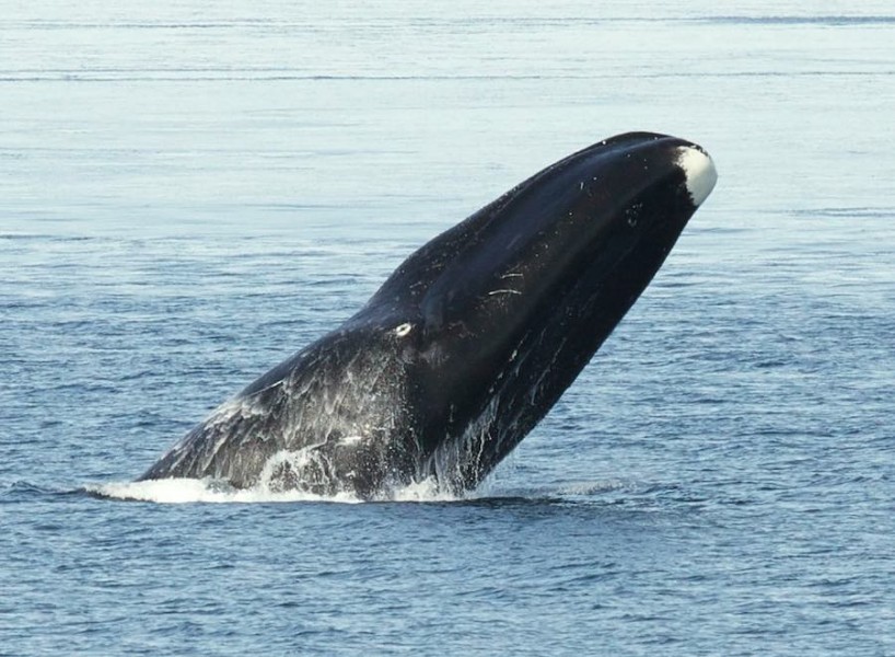 ballenas 16