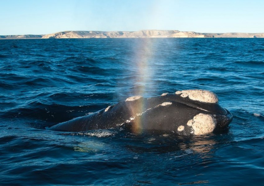 ballenas 18