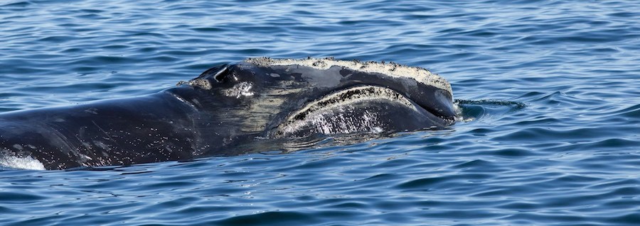 ballenas 19