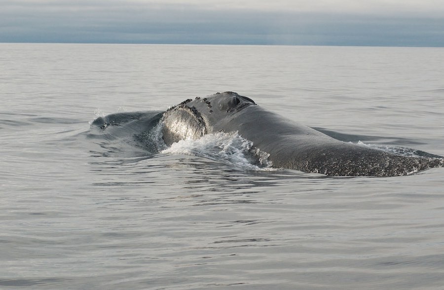 ballenas 21