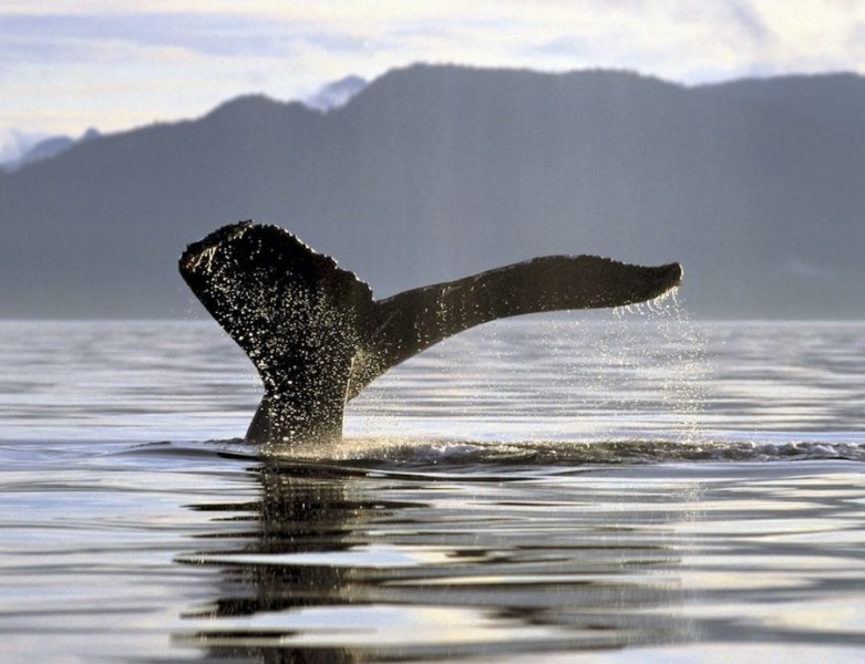 La ballena y la lenceria. Antiguamente las barbas de la ballena