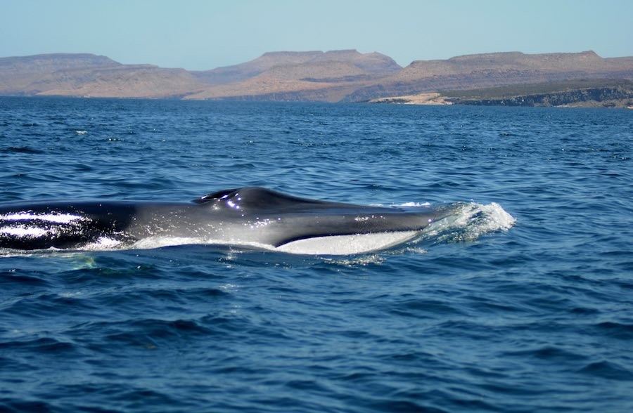 ballenas 26