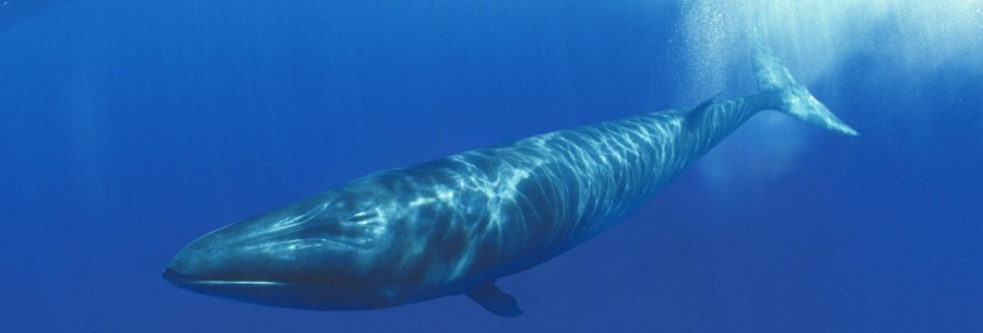 ballenas 27