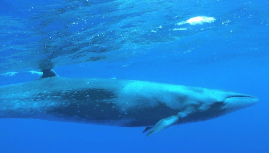 ballenas 28