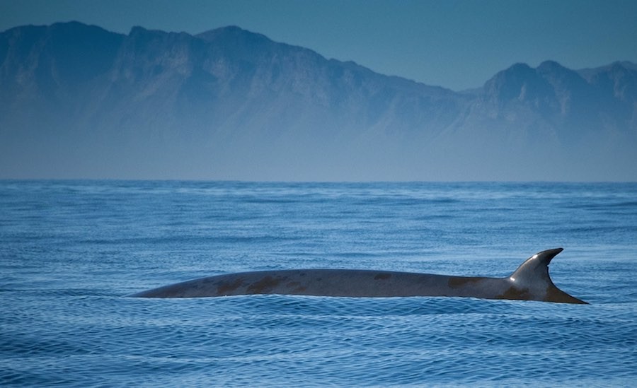 ballenas 30