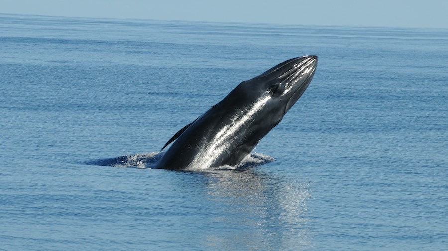 ballenas 31