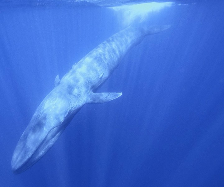 ballenas 32