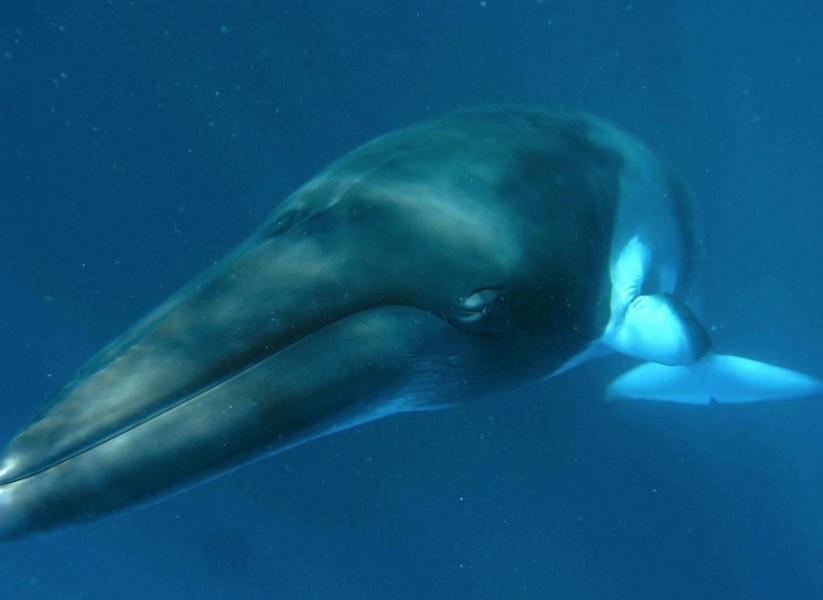 ballenas 33