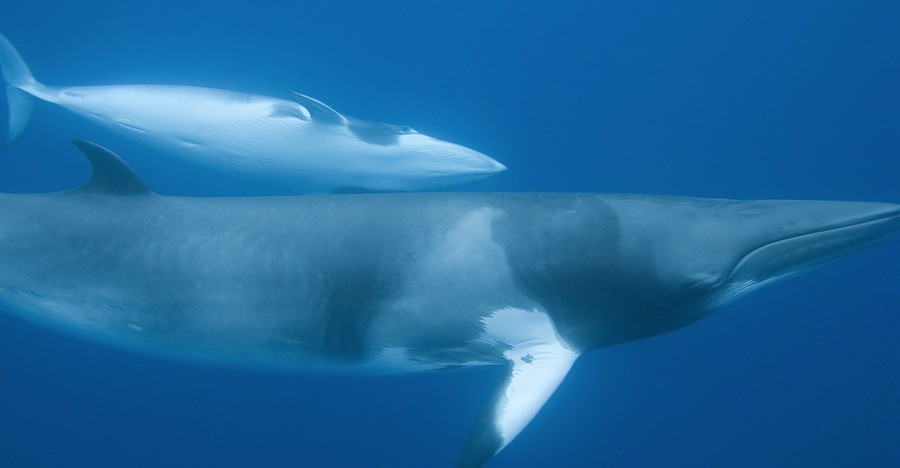 ballenas 34