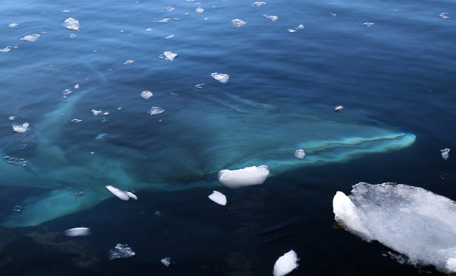 ballenas 35