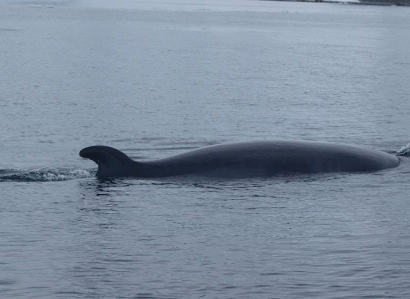 ballenas 36