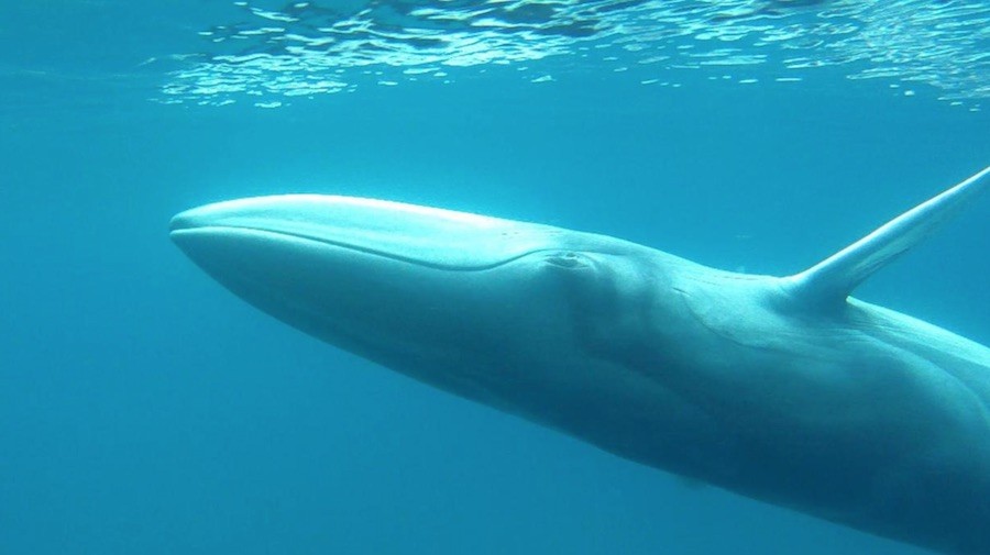 ballenas 38