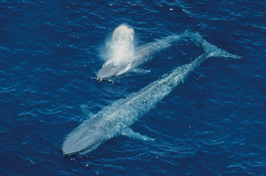 ballenas 5