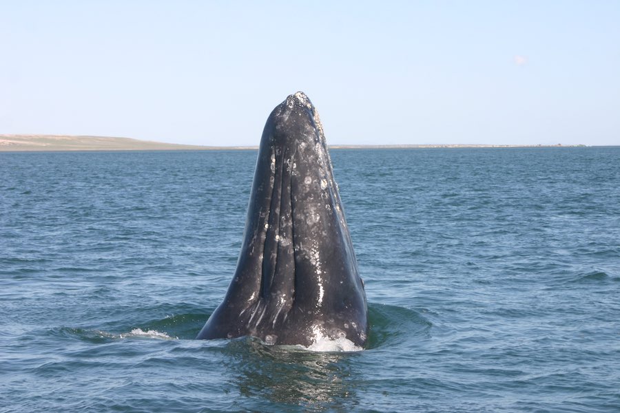 ballenas 7