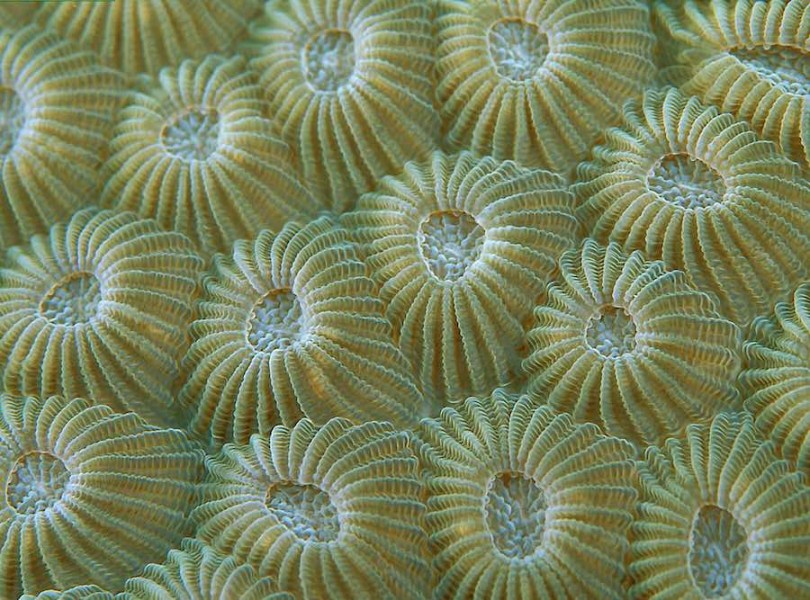 corales 1