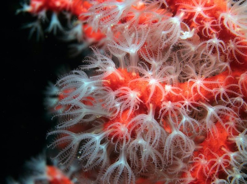 corales 3