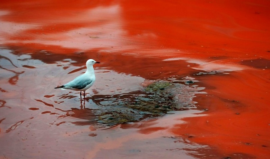 marea roja 4