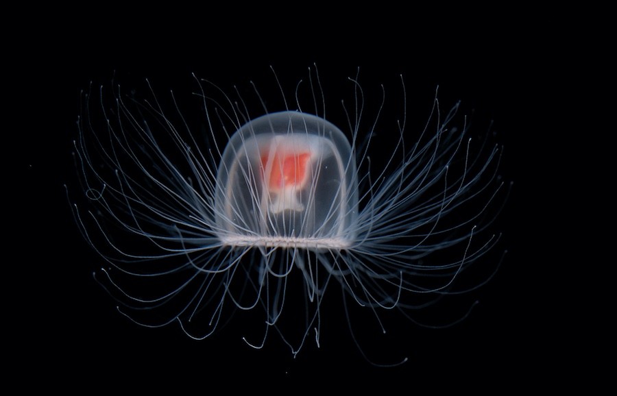 medusa inmortal 3