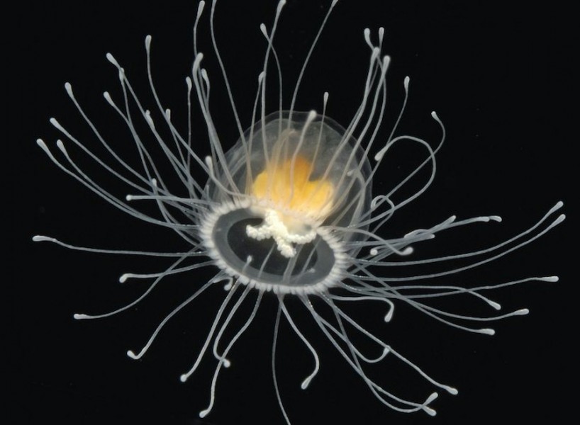 medusa inmortal 4